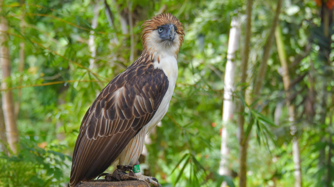 Saving the Philippine Eagle