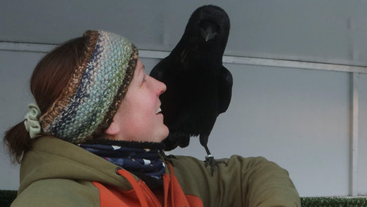 Living With Fable The Raven - A chat with BBC Scotland Outdoors