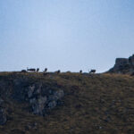 Red Stags