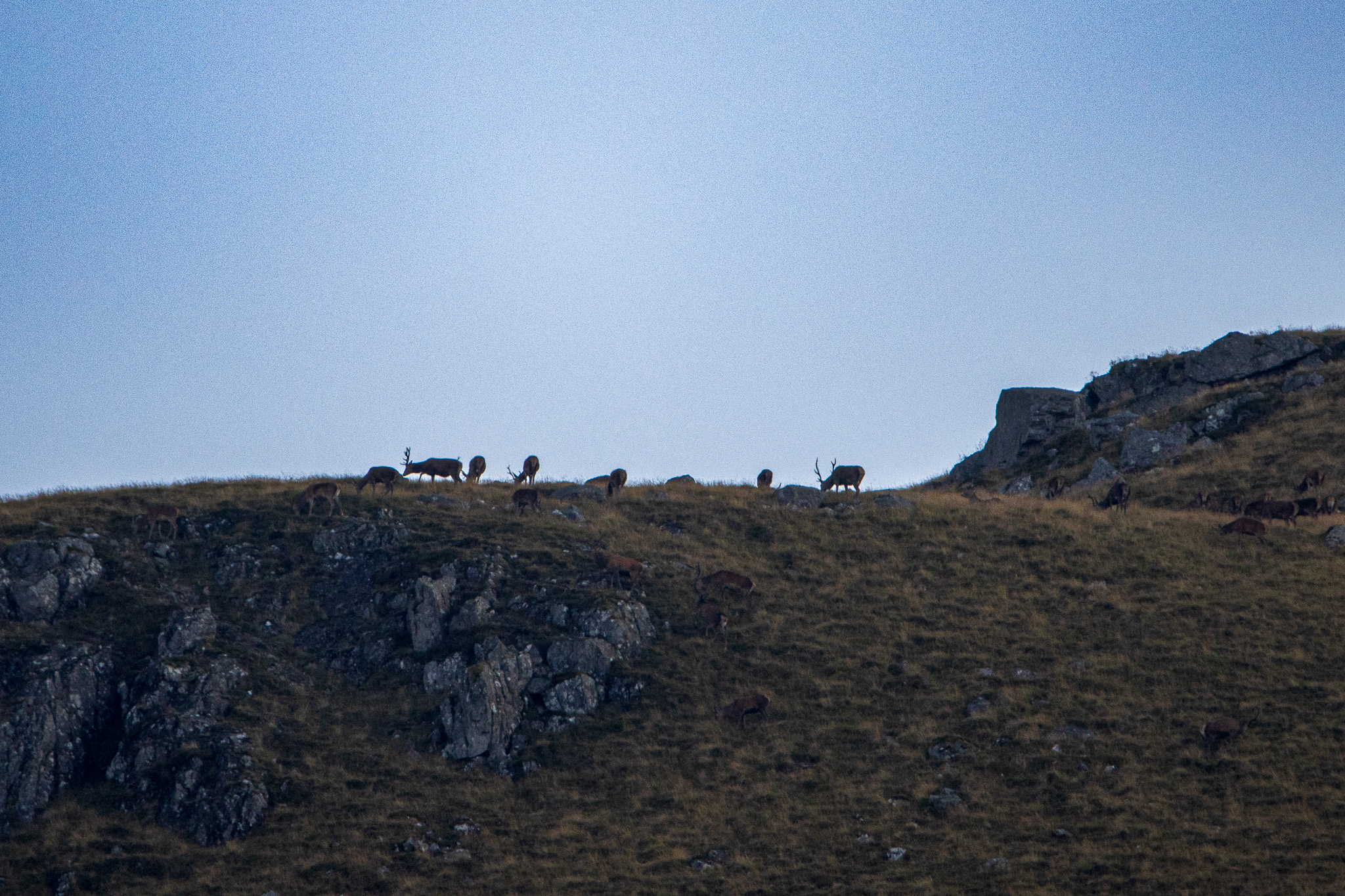 Red Stags