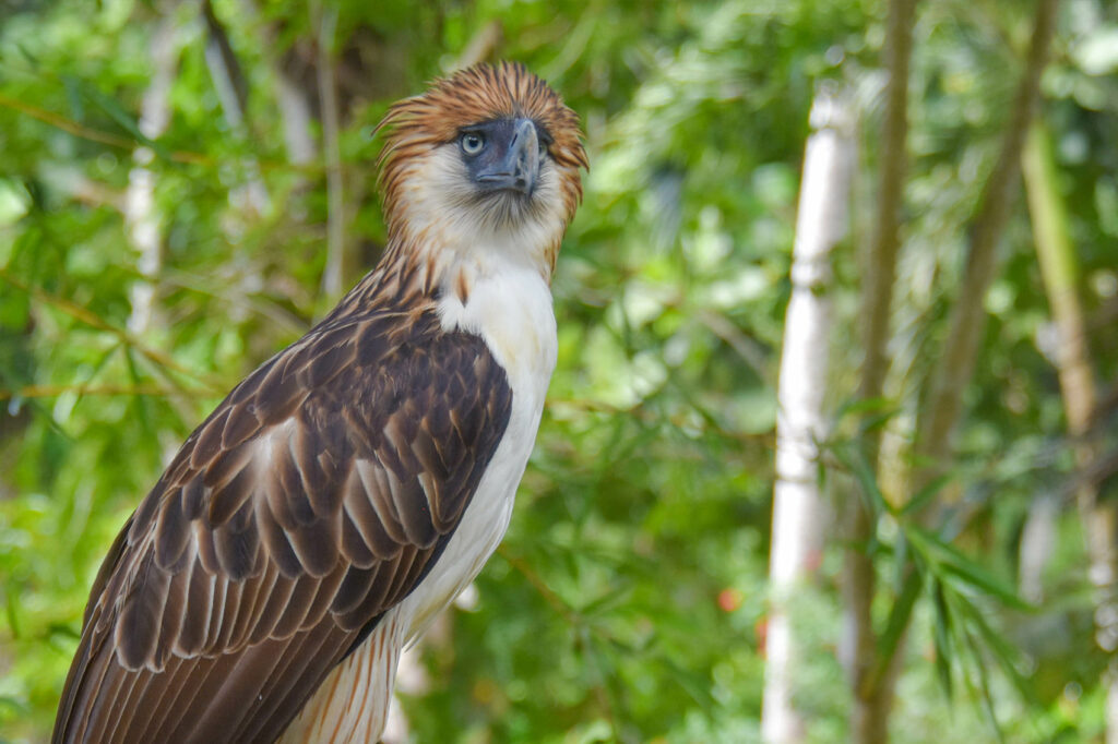 Philippine Eagle