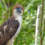 Philippine Eagle