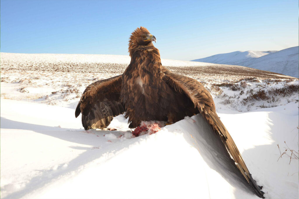 Golden eagle hunting