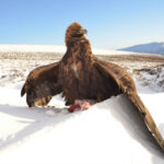 Golden eagle hunting