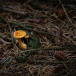 Magnificent Mushrooms
